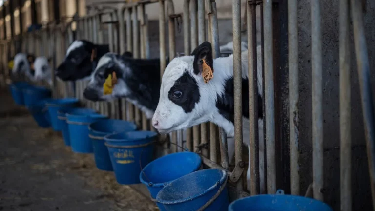 Alimentación durante crianza bovina, aspecto que define futuros índices productivos