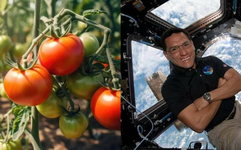 Apareció el primer tomate cosechado fuera de la tierra que se había extraviado en la Estación Espacial de la NASA