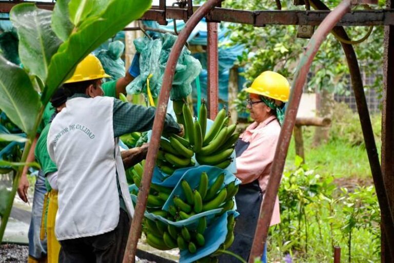 Los retrasos en el canal de Panamá preocupan al sector bananero de Ecuador