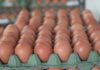 ECUADOR: Ecuador habilita exportación de huevos a Emiratos Árabes Unidos