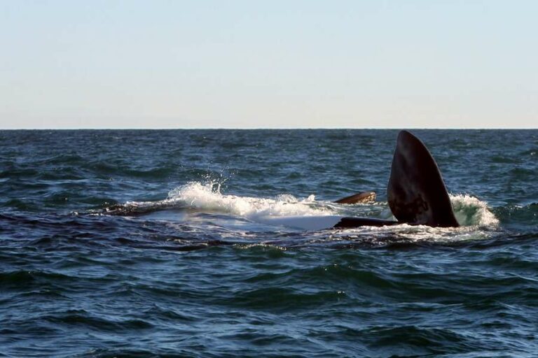 Internacional: España multa a 25 pesqueros por apagar su geolocalización cerca de Argentina
