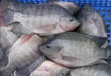 «Tilapia en Peligro: Las Enfermedades Bacterianas que Amenazan la Acuicultura Global».