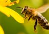 Nutrir a las abejas: una innovación clave para proteger la base de la alimentación