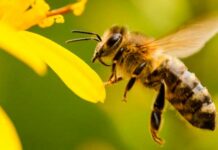 INTERNACIONAL: Abejas nativas aumentan al menos 15 % de la productividad en fincas cafeteras