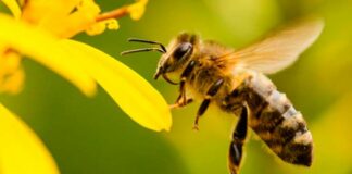 Nutrir a las abejas: una innovación clave para proteger la base de la alimentación