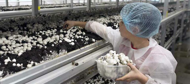El cultivo industrial de hongos se incluye activamente en la agenda de la agricultura sostenible