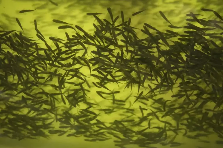 Crece la demanda de peces… y los océanos dan todo lo que pueden. ¿Podemos mejorar la acuicultura?