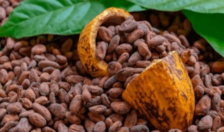 Internacional: Exportaciones peruanas de cacao batirán récord en volumen y valor al cierre de 2023