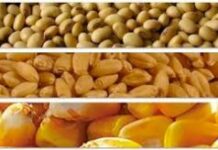 Los granos suben con fuerza en el mercado internacional ante tensiones geopolíticas y el impulso del petróleo