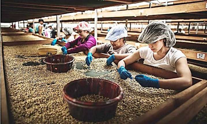 Perú: Más de 200 mil empleos generados por las exportaciones del agro tradicional se perdieron entre enero y octubre de 2023