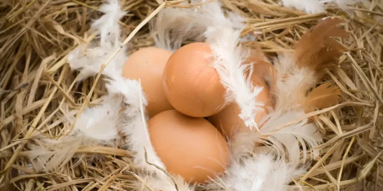 SÍNDROME DE CAÍDA DE POSTURA: SÍNTOMAS Y PREVENCIÓN EN GALLINAS PONEDORAS