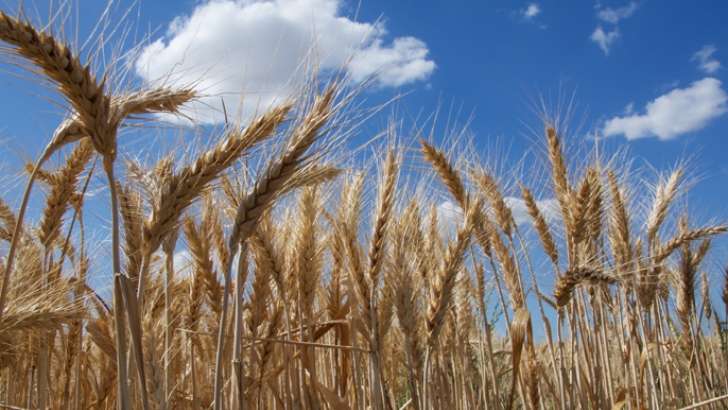 El descubrimiento genera esperanzas de un trigo más tolerante a la temperatura
