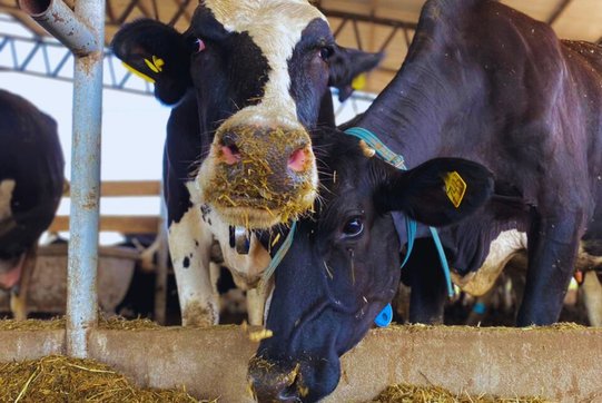 Dietas frías: una estrategia para disminuir el estrés por calor en vacas: Argentina