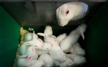 ¿Cuando se pueden destetar los conejos?