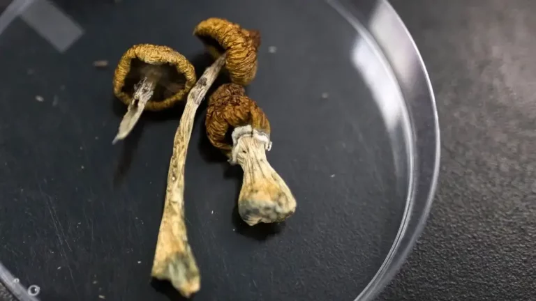 Hongos con ”sombreros” servirían como tratamiento mejorado para cultivo de papa