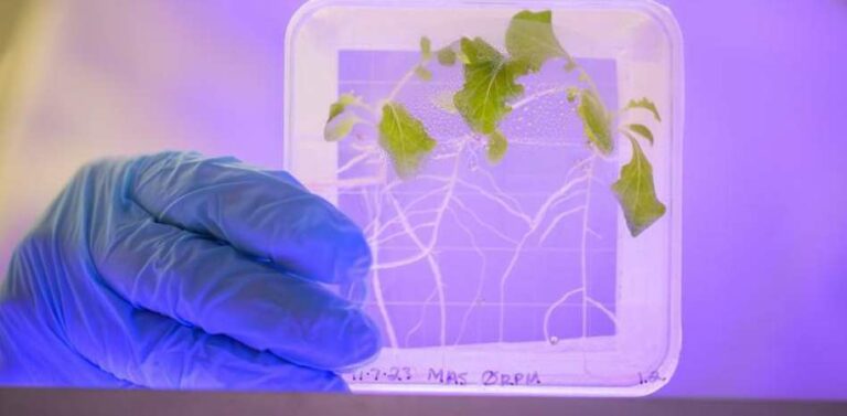 ¿Verduras en el espacio? Un nuevo estudio sugiere que no es una opción saludable