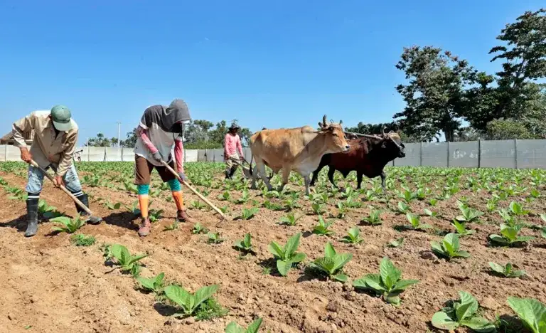 Internacional: Bruselas insta a que el sector agrario sea competitivo y dé ingresos “decentes” a los productores