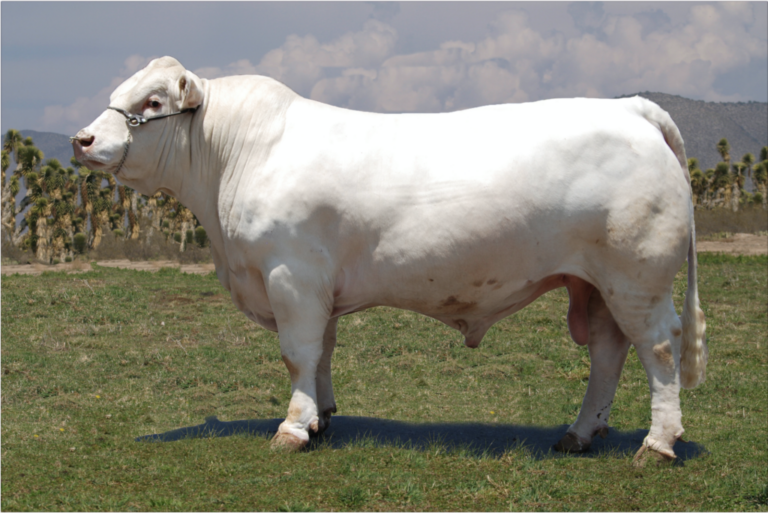 Estos son atractivos que tiene la raza charolais para ganadería especializada en carne