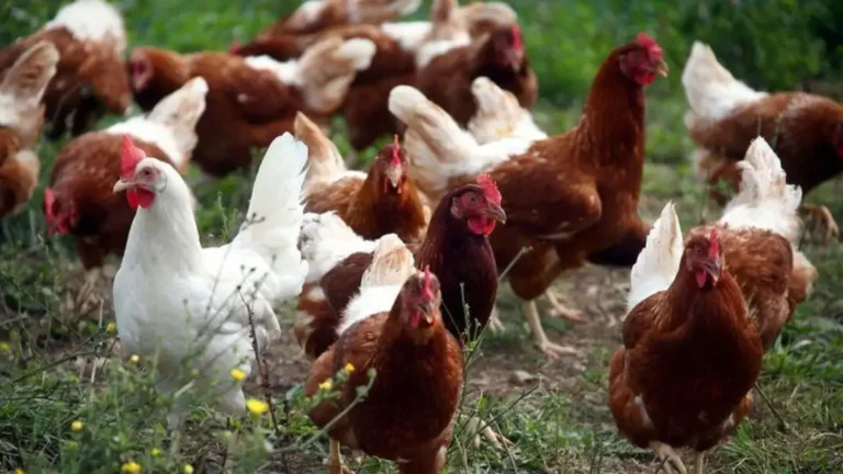 Colombia: Refuerzan alertas sanitarias por riesgo de influenza aviar