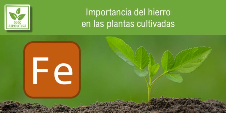 Las plantas tienen su propia estrategia para gestionar el hierro del suelo y protegerlo contra bacterias dañinas.