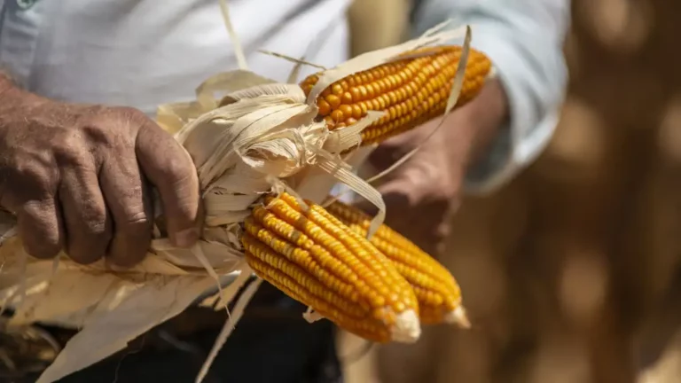 Internacional: China acelerará innovación y uso de tecnología agraria para una mayor productividad