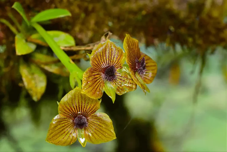 Ecuagenera abrirá un showroom en Cuenca para exhibir y comercializar orquídeas y plantas tropicales