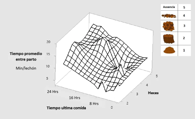 Alimentación preparto: Su impacto en el parto y la supervivencia de los lechones las primeras 72 horas de vida