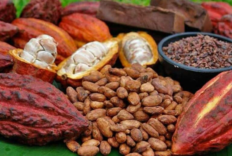 Perspectivas, desafíos y proyectos para el 2024 para el sector cacaotero