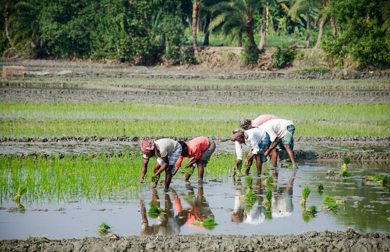 Buenas expectativas para el arroz 2024, aunque con falta de semilla certificada