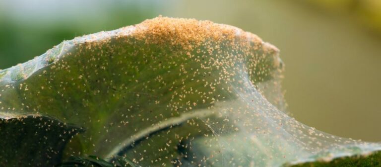 La araña roja de dos manchas es uno de los tres insectos con mayor resistencia a los pesticidas en 2023