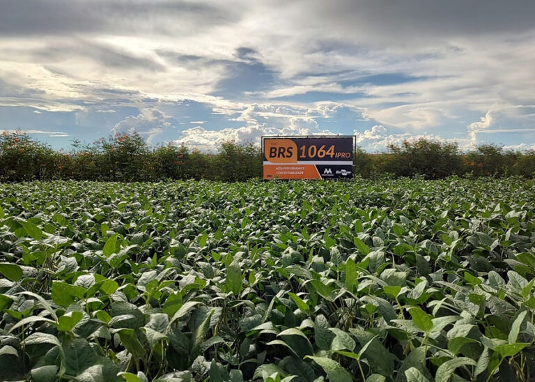INTERNACIONAL:  Embrapa, Brasil, lanza dos nuevos materiales de soya en  technology show