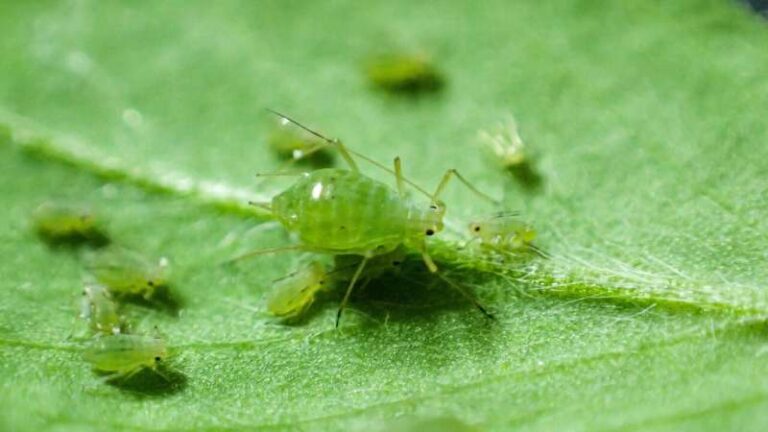 Los investigadores advierten sobre la amenaza global a los cultivos a medida que surge la resistencia a los insecticidas en los pulgones verdeazules