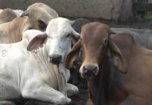 Investigadores avanzan en alternativas naturales para combatir parásitos en bovinos y reducir uso de químicos