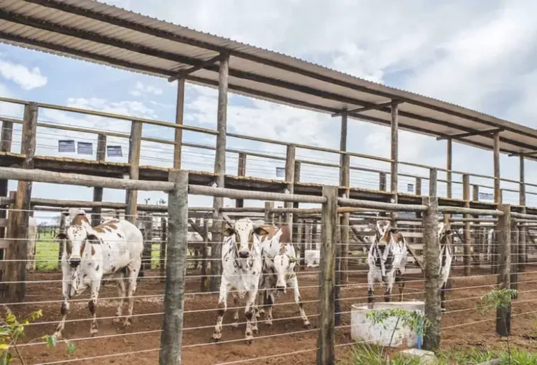 Qué mejoras debe tener un corral y cada cuánto deben hacerse
