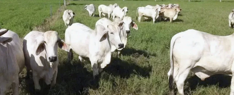 Qué debe hacer el ganadero para tener una ceba exitosa