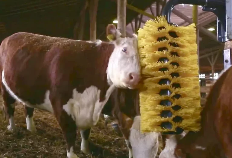 Por qué el cepillado tiene un impacto positivo en el bienestar animal