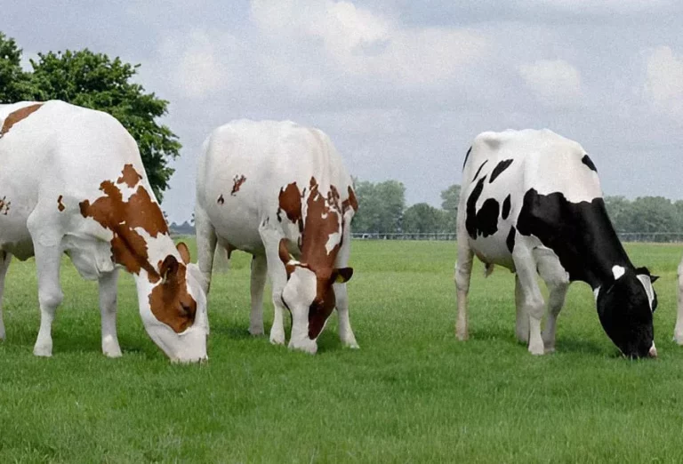 La variedad holstein roja absorbe menos radiación solar que la negra