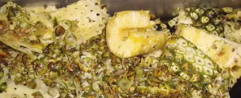Descubra por qué la piña puede ser una alternativa para ensilaje de bovinos