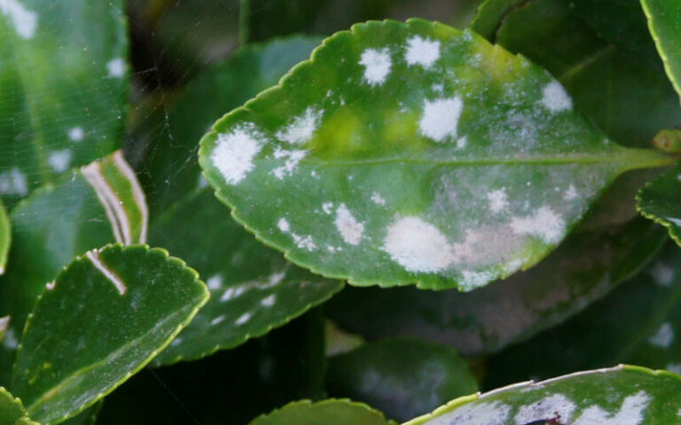 Las plantas pueden evitar a los intermediarios y reconocer directamente los hongos que causan enfermedades.