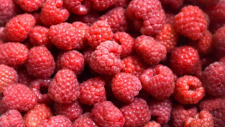 Frambuesas sin suelo: la alternativa del cultivo protegido que desafía la sequía
