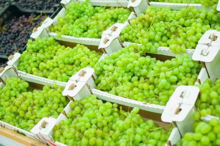 Internacional: Perú fue el noveno productor mundial de uva de mesa en la campaña 2022/2023 con 766.000 toneladas