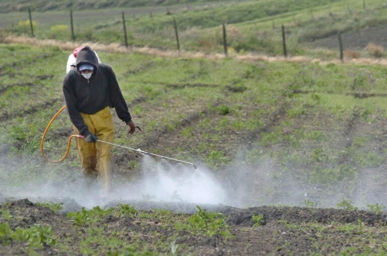 Los investigadores exploran la respuesta de los agricultores a los altos precios de los fertilizantes