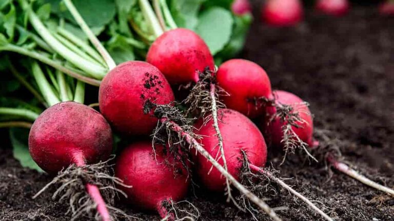 Cultiva tus propios rábanos en el jardín.