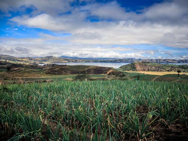 Recomendaciones de AGROSAVIA ante época de heladas