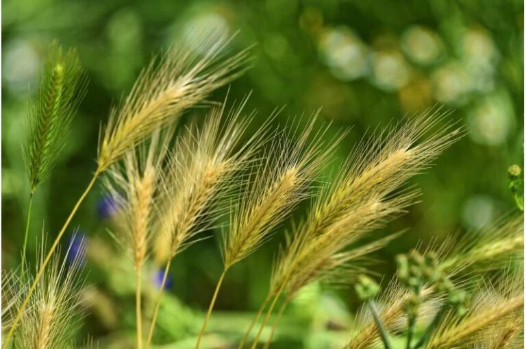 La base de datos de malezas más grande del mundo permite a los científicos observar el pasado y el futuro de la agricultura global