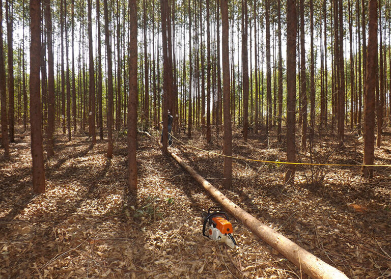 INTERNACIONAL: Plantaciones de Eucalipto emergen como poderosos aliados en la lucha contra el cambio climático