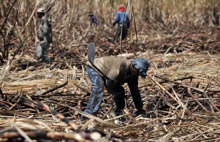 INFORME TÉCNICO: Poca luz solar disminuye la sacarosa en el cultivo de caña de azúcar