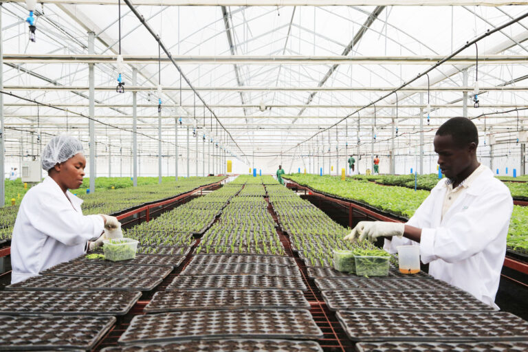 INTERNACIONAL:  Cómo la biotecnología agrícola podría impulsar la seguridad alimentaria