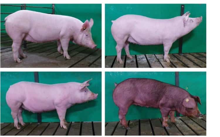 INFORME TÉCNICO:  Cerdos genéticamente modificados para resistir el síndrome reproductivo y respiratorio esperan la aprobación de EE. UU