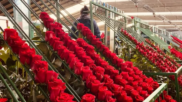 ECUADOR: Flores ecuatorianas se promocionan en Corea del Sur
